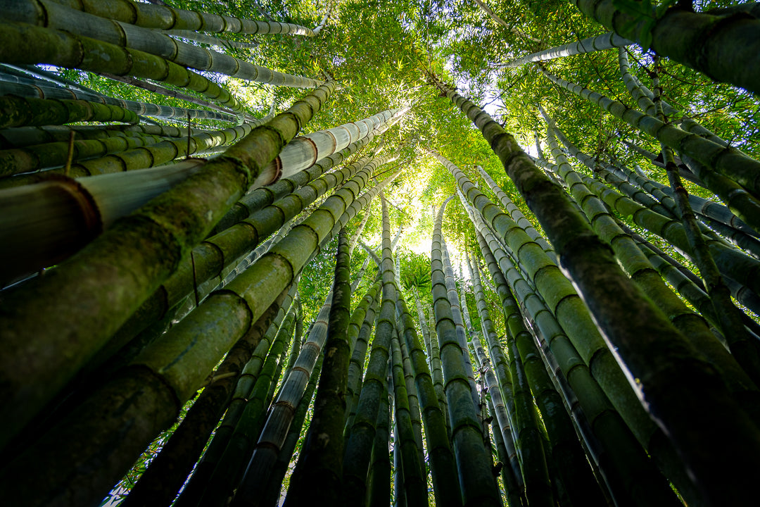 Bamboo Beauty